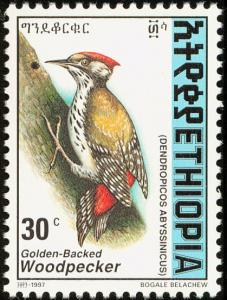 Colnect-2890-976-Abyssinian-Woodpecker-Dendropicos-abyssinicus.jpg