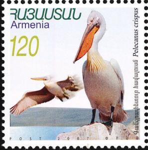 Colnect-2610-153-Dalmatian-Pelican-Pelecanus-crispus.jpg