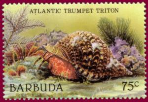 Colnect-1302-407-Atlantic-Trumpet-Triton-Charonia-tritonis.jpg