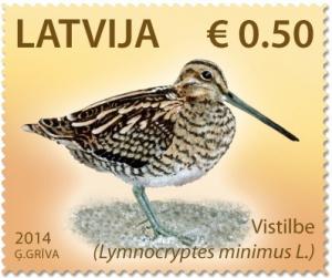 Colnect-2129-496-Jack-Snipe-Lymnocryptes-minimus.jpg