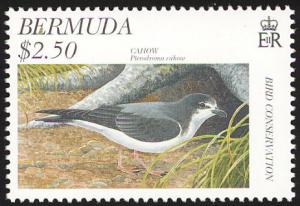 Colnect-2598-773-Bermuda-Petrel-Pterodroma-cahow.jpg