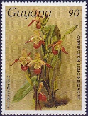 Colnect-3894-917-Cypripedium-lemoinerianum.jpg