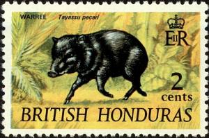 Colnect-4247-389-White-lipped-Peccary-Tayassu-albirostris-.jpg