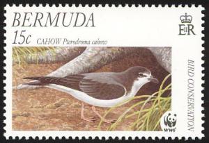 Colnect-5174-608-Bermuda-Petrel-Pterodroma-cahow.jpg