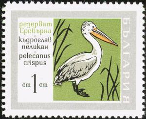 Colnect-621-453-Dalmatian-Pelican-Pelecanus-crispus.jpg