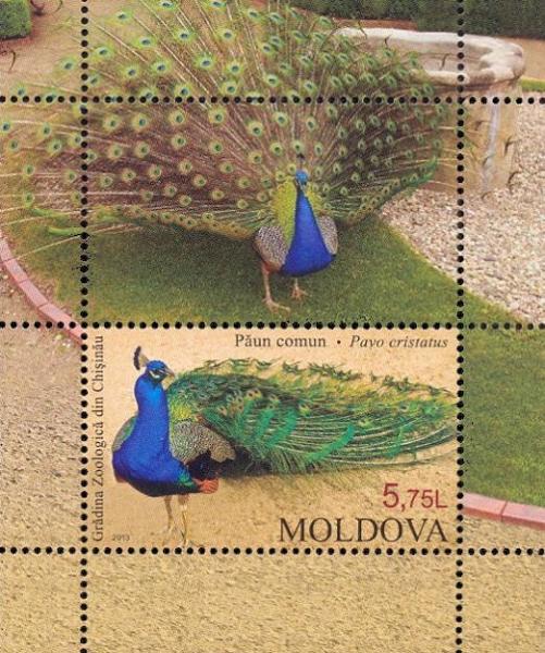 Colnect-1602-816-Indian-Peafowl-Pavo-cristatus.jpg