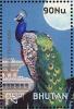 Colnect-5174-614-Indian-Peafowl-Pavo-cristatus.jpg