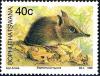 Colnect-2418-916-Eastern-Rock-Elephant-Shrew-Elephantulus-myurus.jpg