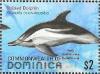 Colnect-3292-981-Striped-Dolphin-Stenella-coeruleoalba.jpg