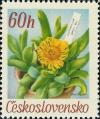 Colnect-438-963-Glottiphyllum-davisii-LBol.jpg