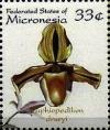 Colnect-5576-759-Paphiopedilum-druryi.jpg