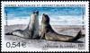 Colnect-889-452-Southern-Elephant-Seal-Mirounga-leonina.jpg