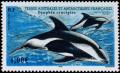 Colnect-888-784-Hourglass-Dolphin-Lagenorhynchus-cruciger.jpg