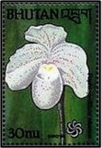 Colnect-2892-764-Paphiopedilum-niveum.jpg