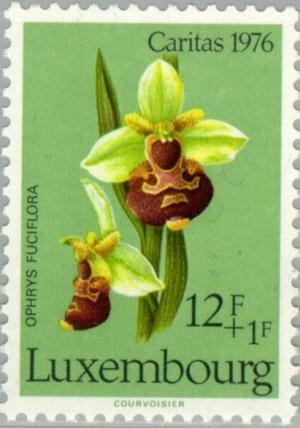 Colnect-134-366-Ophrys-Fuciflora.jpg