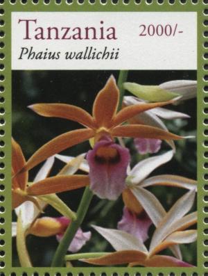 Colnect-3055-684-Phaius-wallichii.jpg