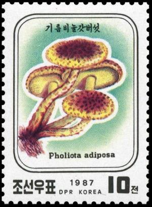 Colnect-3534-552-Pholiota-adiposa.jpg