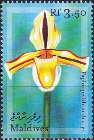 Colnect-3659-765-Paphiopedilum-druryi.jpg