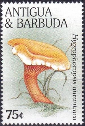 Colnect-3795-048-Hygrophoropsis-aurantiaca.jpg