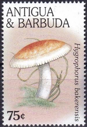 Colnect-3795-049-Hygrophoropsis-bakerensis.jpg