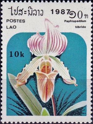 Colnect-4033-077-Paphiopedilum-hibrid.jpg