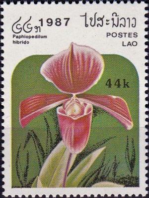 Colnect-4033-079-Paphiopedilum-hybrid.jpg