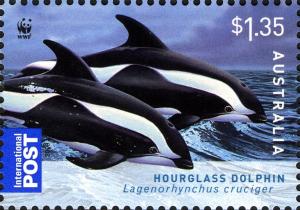 Colnect-4409-256--Hourglass-Dolphin--Lagenorhynchus-cruciger-.jpg