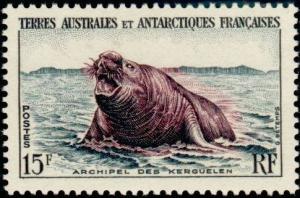 Colnect-885-951-Southern-Elephant-Seal-Mirounga-leonina.jpg