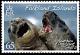 Colnect-2191-534-Southern-Elephant-Seal-Mirounga-leonina.jpg