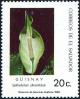 Colnect-4033-063-Spathiphyllum-phryniifolium.jpg