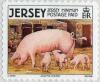 Colnect-1755-829-Domestic-Pig-Sus-scrofa-domestica.jpg