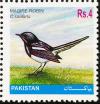 Colnect-2012-228-Oriental-Magpie-robin-Copsychus-saularis.jpg