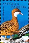 Colnect-4116-727-White-cheeked-Pintail%C2%A0%C2%A0%C2%A0%C2%A0Anas-bahamensis.jpg