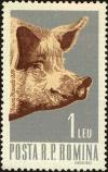 Colnect-4450-808-Domestic-Pig-Sus-scrofa-domestica.jpg