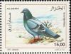 Colnect-5040-679-Rock-Pigeon-Columba-livia.jpg