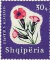 Colnect-723-144-Glacier-Pink-Dianthus-glacialis.jpg