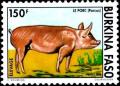 Colnect-2631-926-Domestic-Pig-Sus-scrofa-domestica.jpg