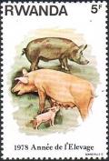 Colnect-2667-439-Domestic-Pig-Sus-scrofa-domestica.jpg