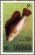 Colnect-4266-457-Nile-Tilapia-Oreochromis-niloticus.jpg