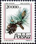 Colnect-4877-343-Pinus-sylvestris.jpg