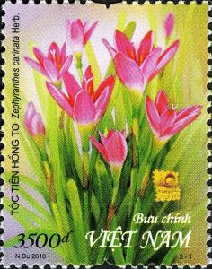 Colnect-1621-680-Pink-Fairy-Lily.jpg