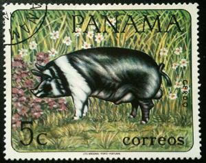 Colnect-1296-098-Domestic-Pig-Sus-scrofa-domestica.jpg