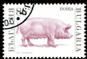 Colnect-1429-501-Domestic-Pig-Sus-scrofa-domestica.jpg