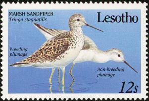 Colnect-1725-561-Marsh-Sandpiper-Tringa-stagnatilis-.jpg