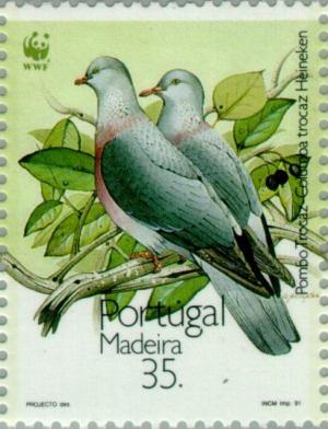 Colnect-186-708-Trocaz-Pigeon-Columba-trocaz.jpg