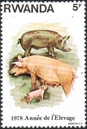 Colnect-2667-439-Domestic-Pig-Sus-scrofa-domestica.jpg