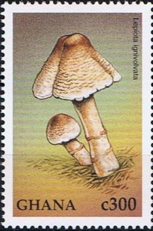 Colnect-4827-349-Lepiota-ignivolvata.jpg