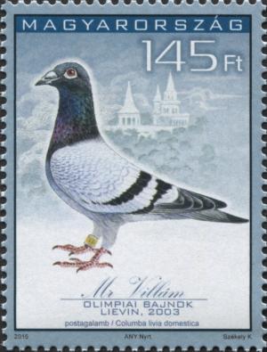 Colnect-5313-623--Mr-Villam----Racing-Pigeon-Columba-livia-forma-domestica.jpg