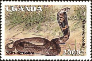 Colnect-5859-702-Black-necked-Spitting-Cobra-Naja-nigricollis.jpg