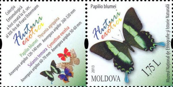 Colnect-1659-432-Papilio-Blumeilabel.jpg